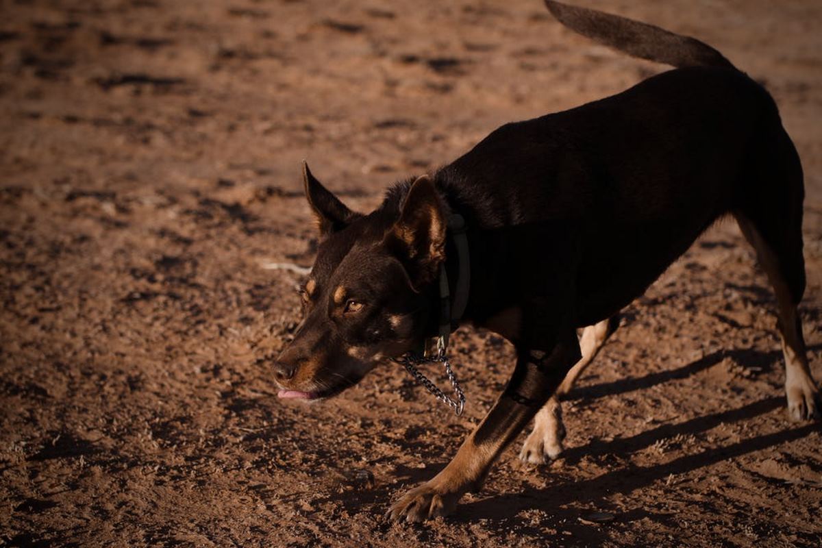 choisir chien qui ne perd pas ses poils