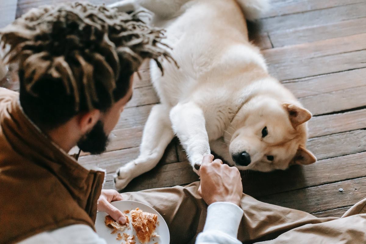 quand et combien donner du croissant à son chien