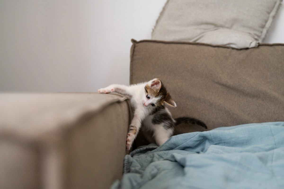 comment protéger son mobilier contre les griffes de son animal de compagnie