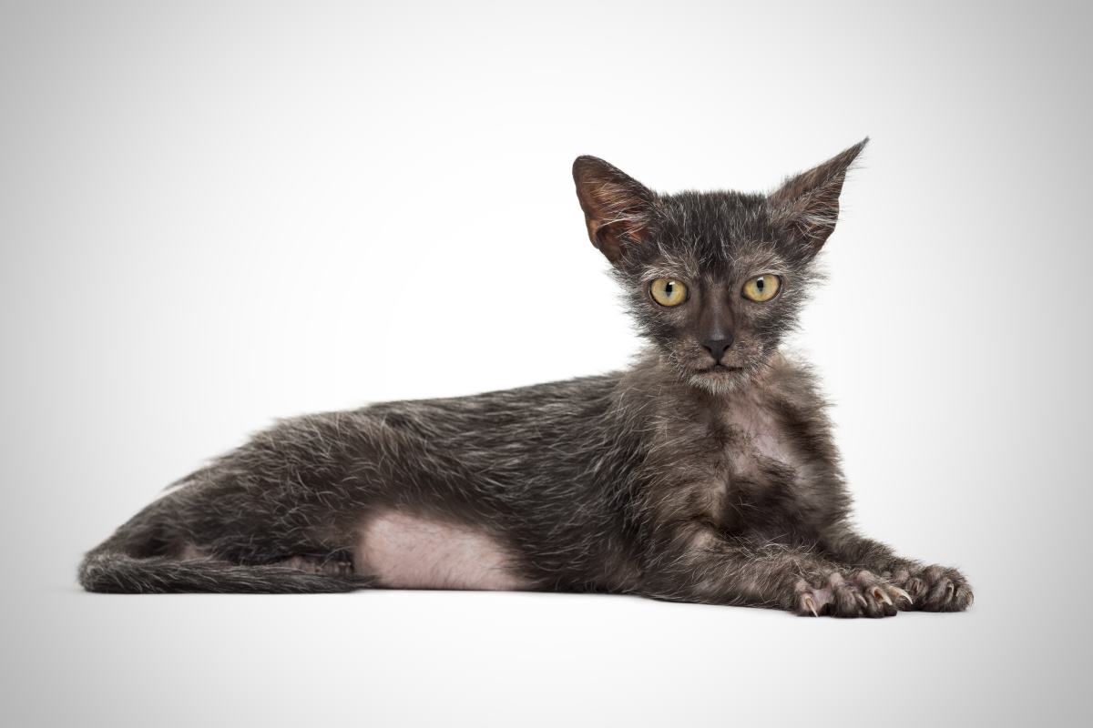 chat lykoi