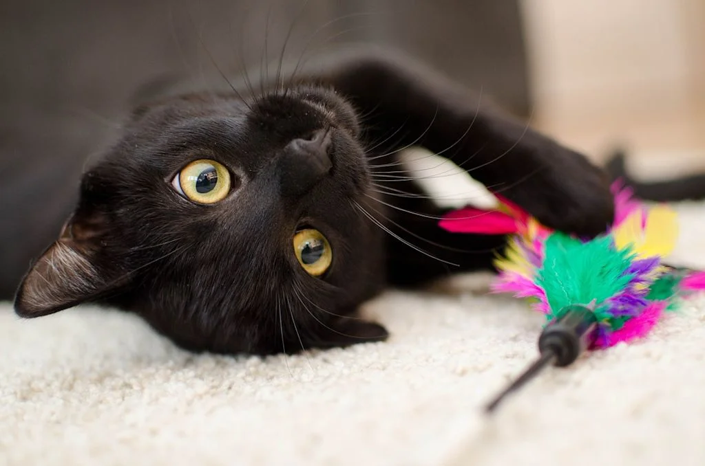 chat noir jeu a plumes
