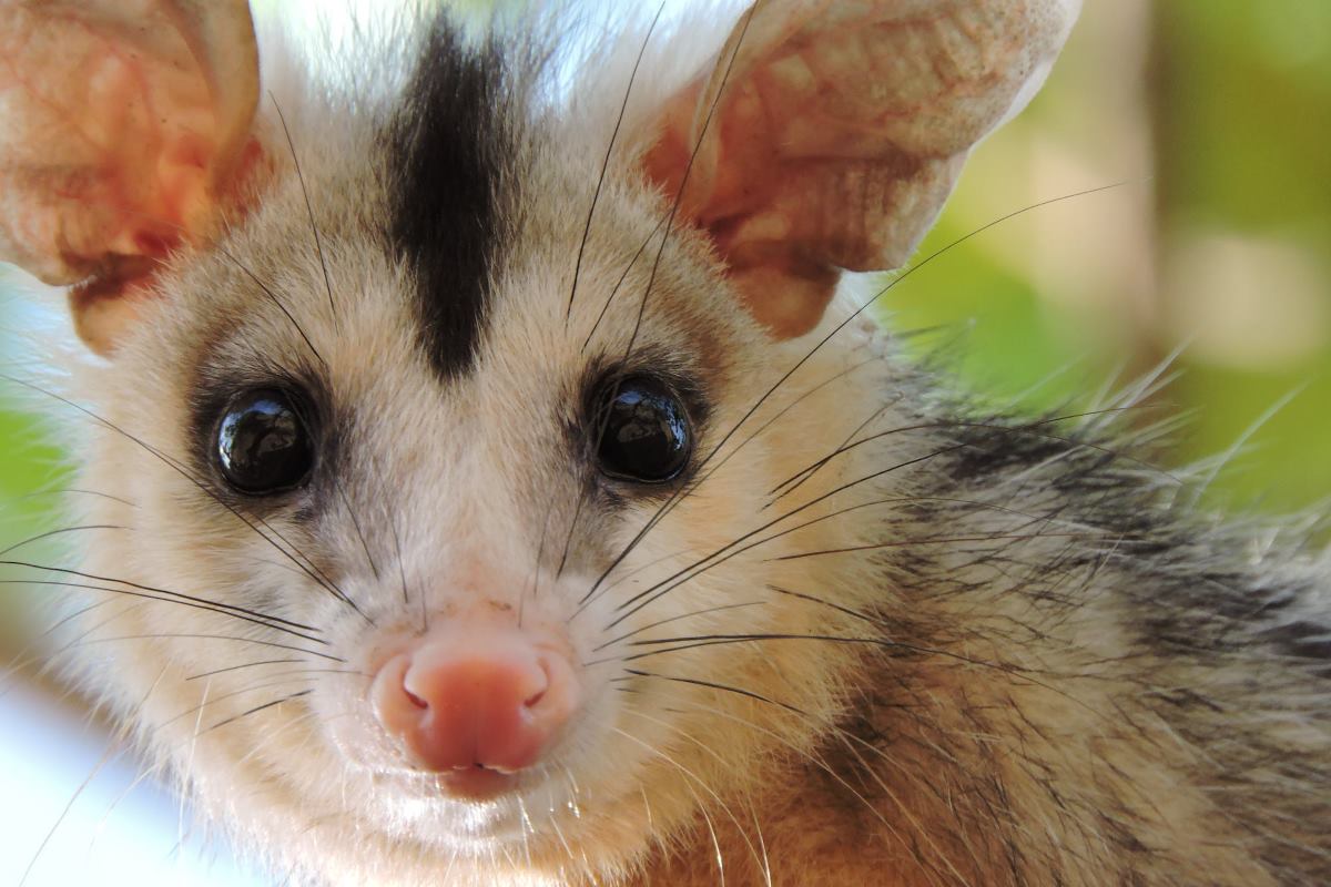 l'opossum un marsupial méconnu en amérique