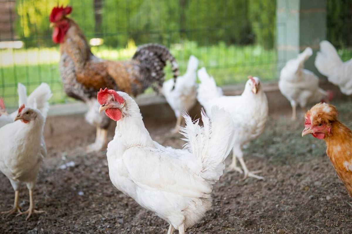 protection des poules en hiver