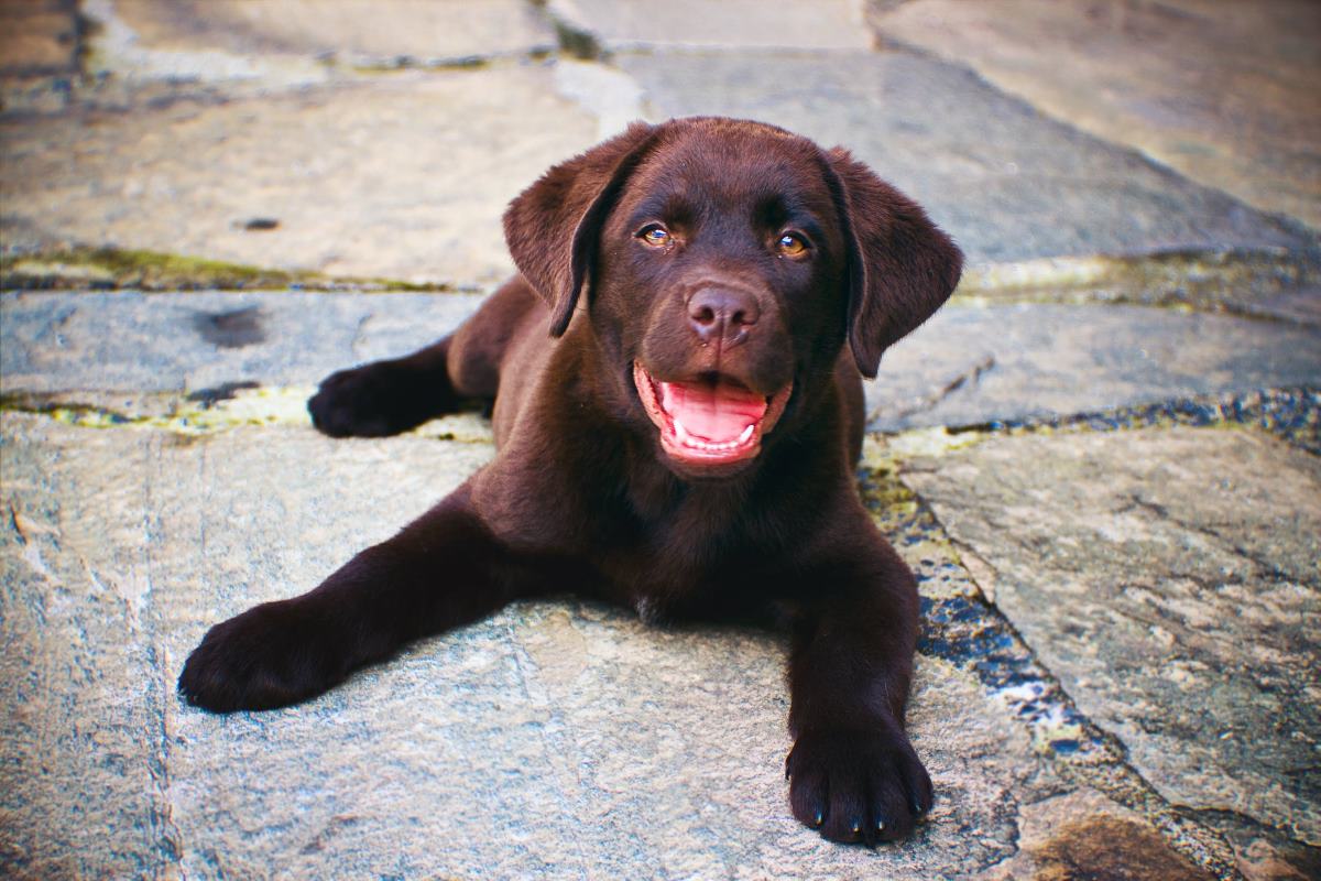 labrador retriever