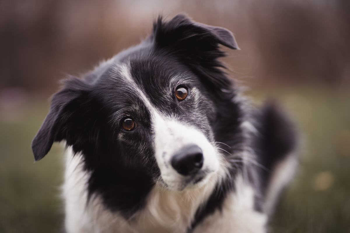 border collie