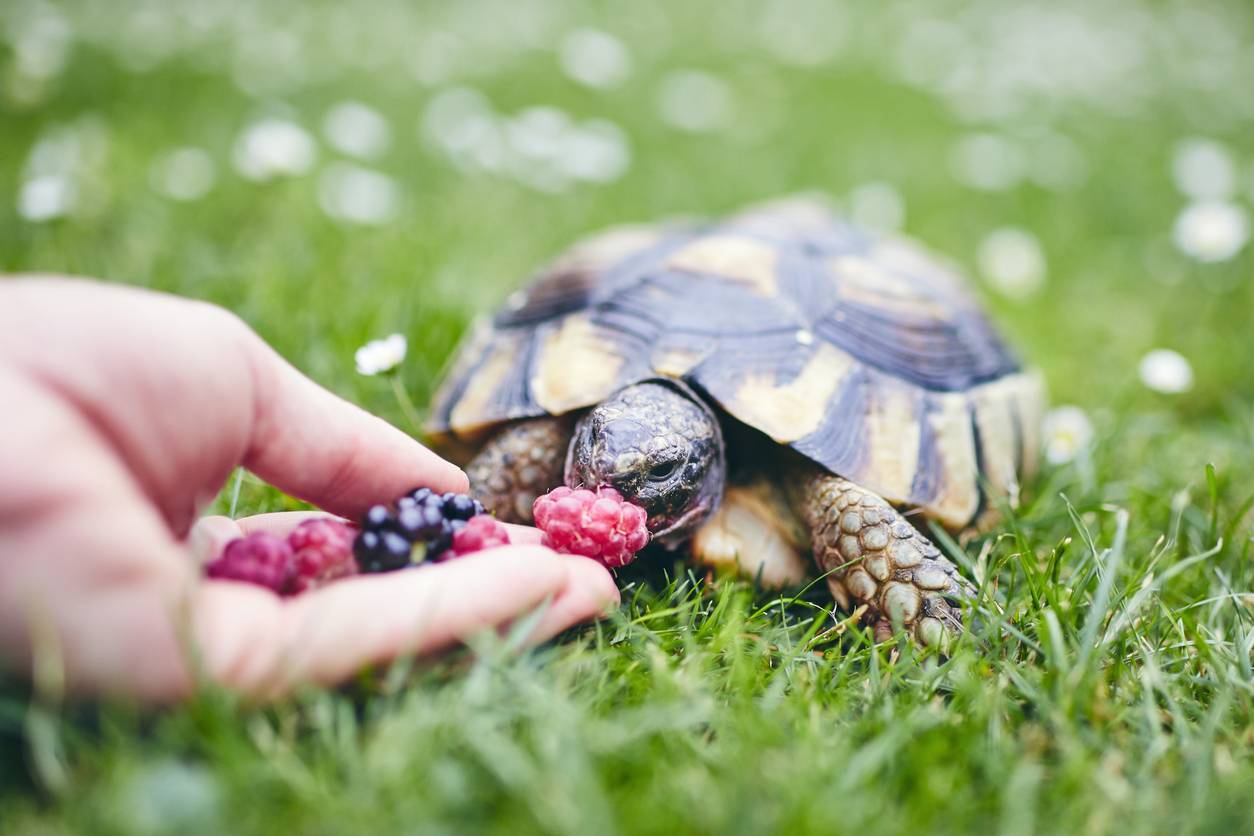 petite tortue