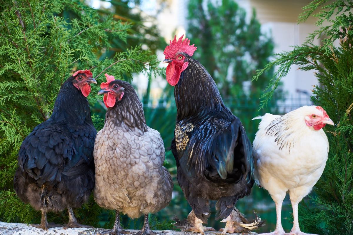 la hiérarchie sociale des poules et des coqs