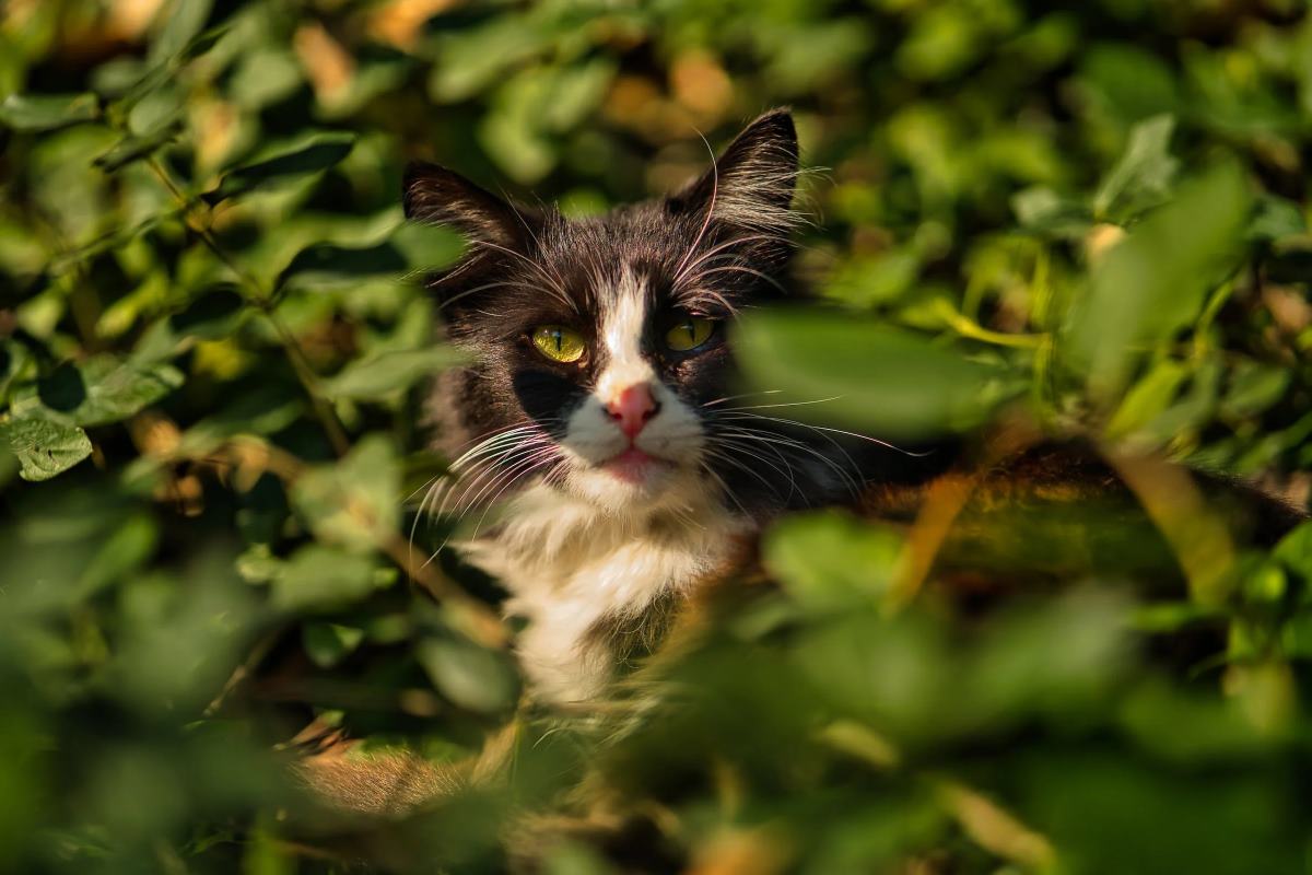 les différents types de récompenses pour chats