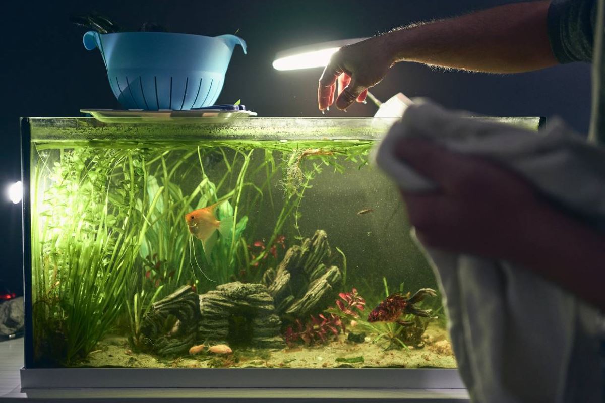 bases de l'aquariophilie