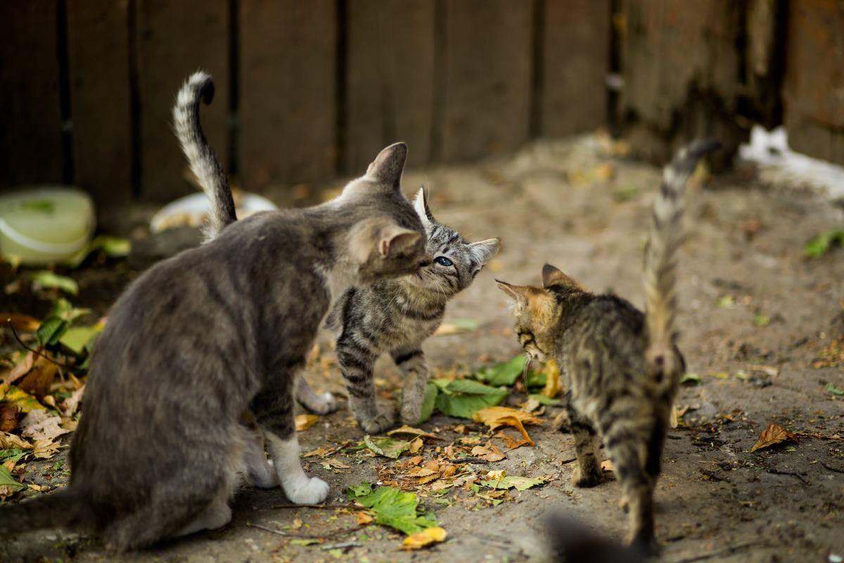 pourquoi utiliser un moyen de contraception pour ma chatte