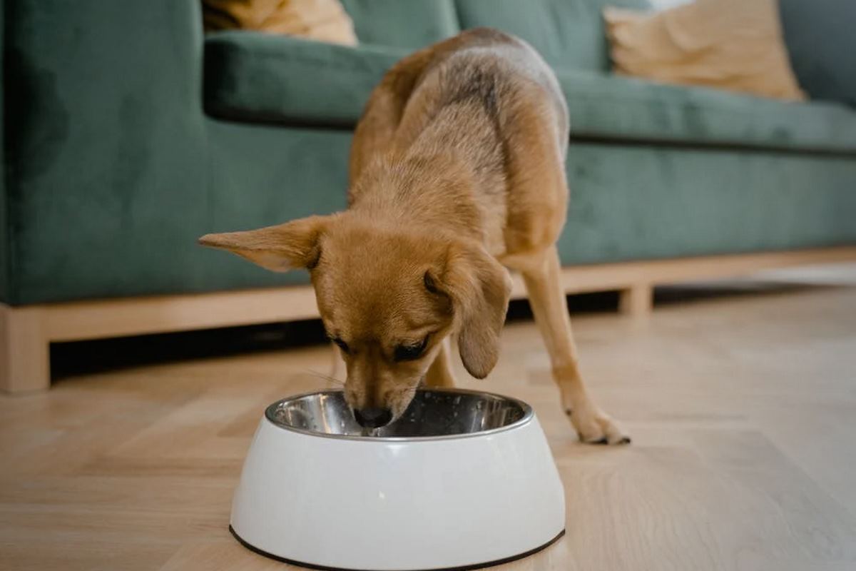 Pourquoi choisir une alimentation naturelle pour votre chien