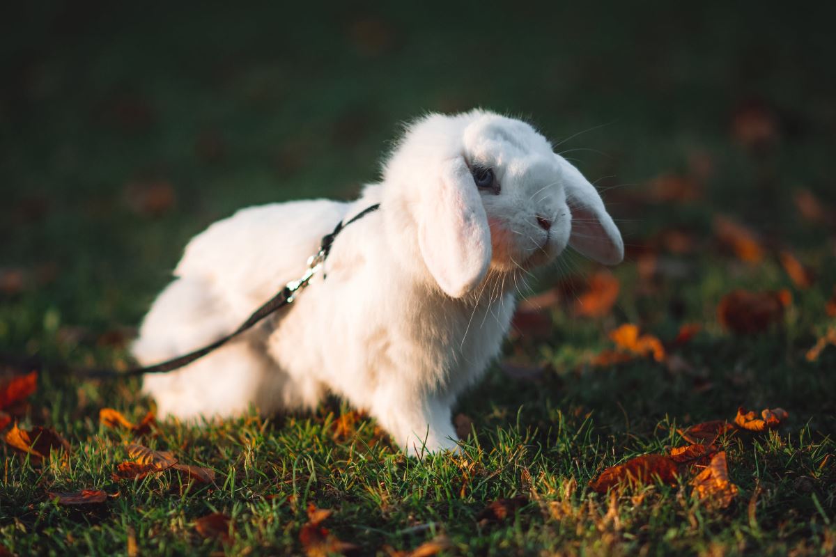 dangers du léchage lapin