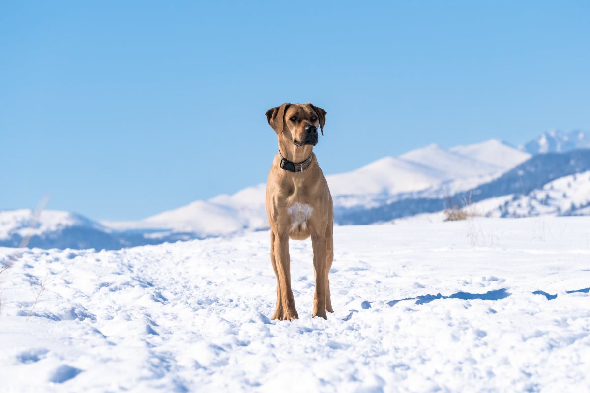 chien de grande taille qui grandi
