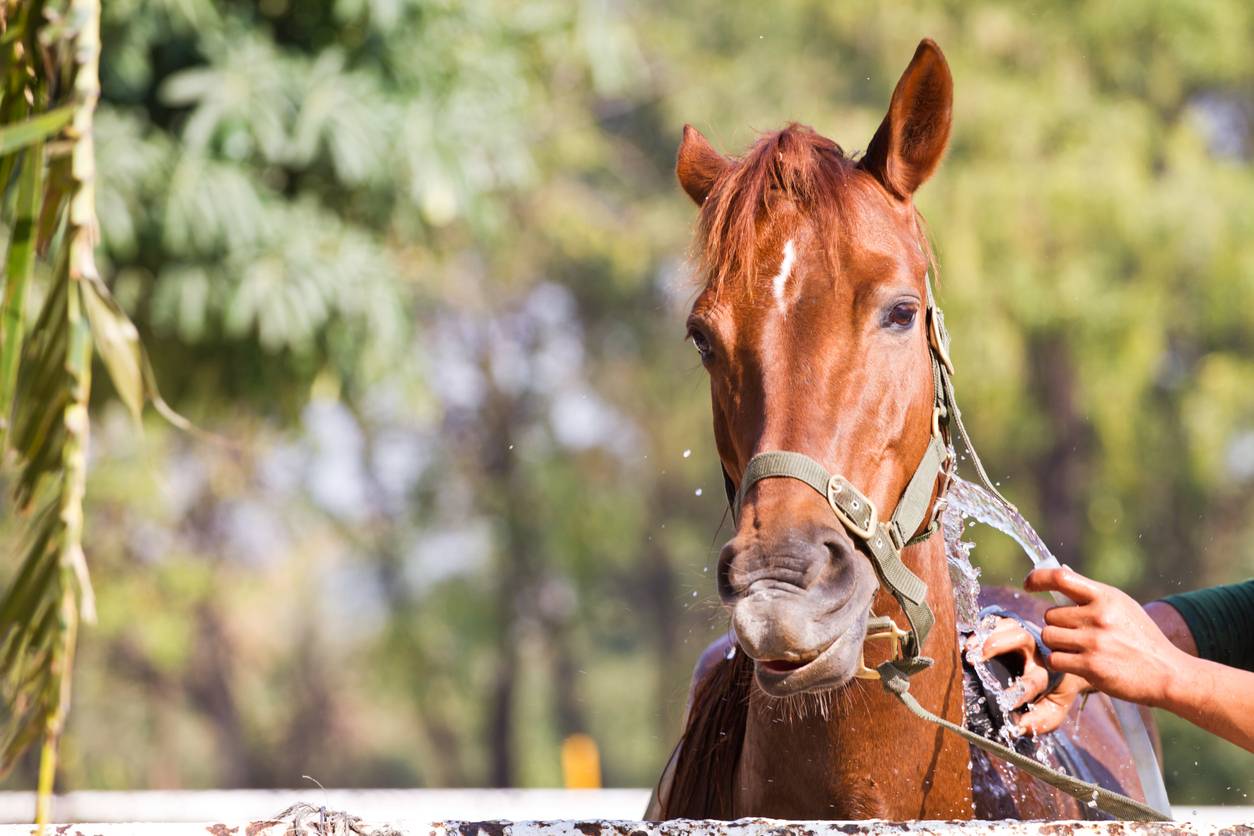 choisir filet pour cheval