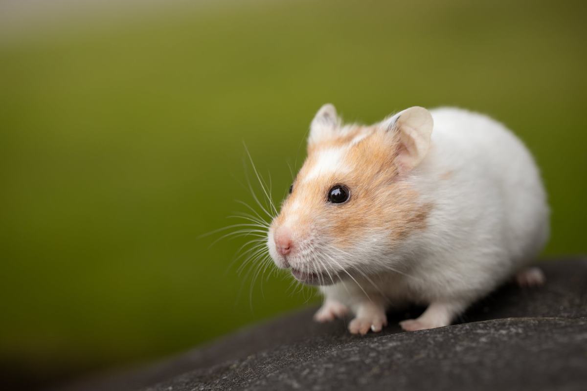 comment empêcher mon hamster de mordre