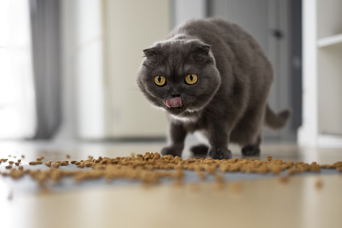 que faire si mon chat renverse sa gamelle