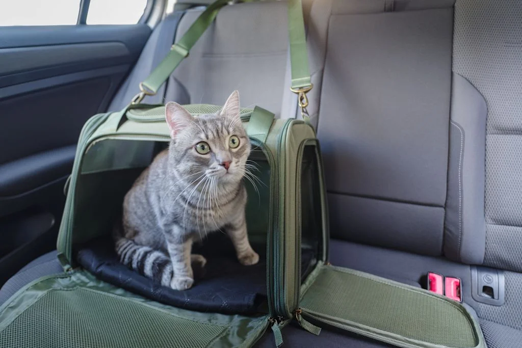 Cat in car