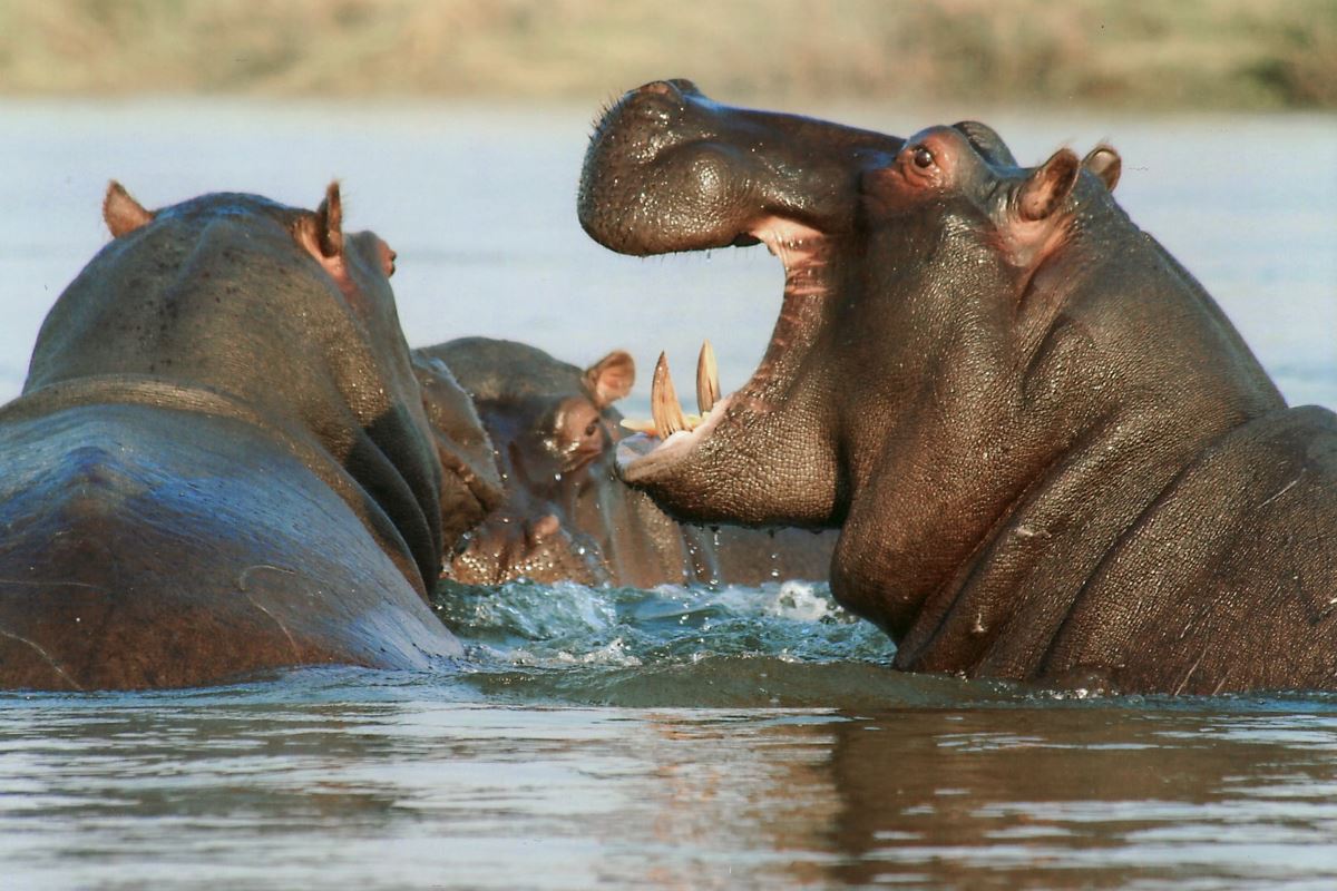 hippopotame