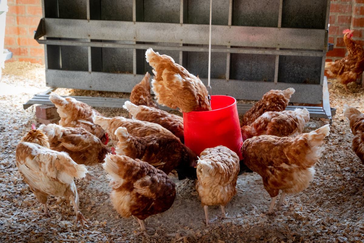 que donner à manger à une poule malade