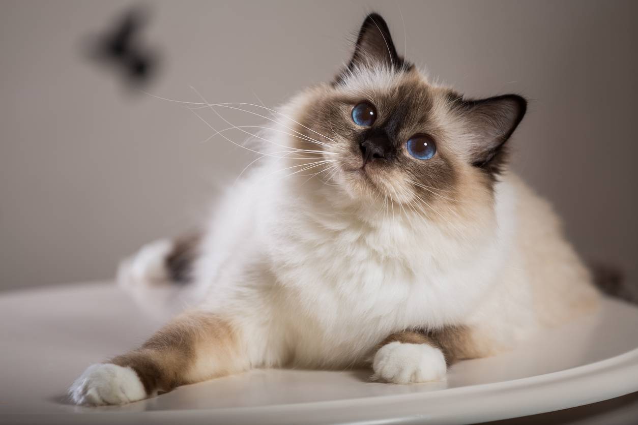 chat de race assurance pour animaux