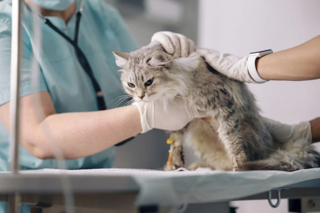 chat examine par un veterinaire