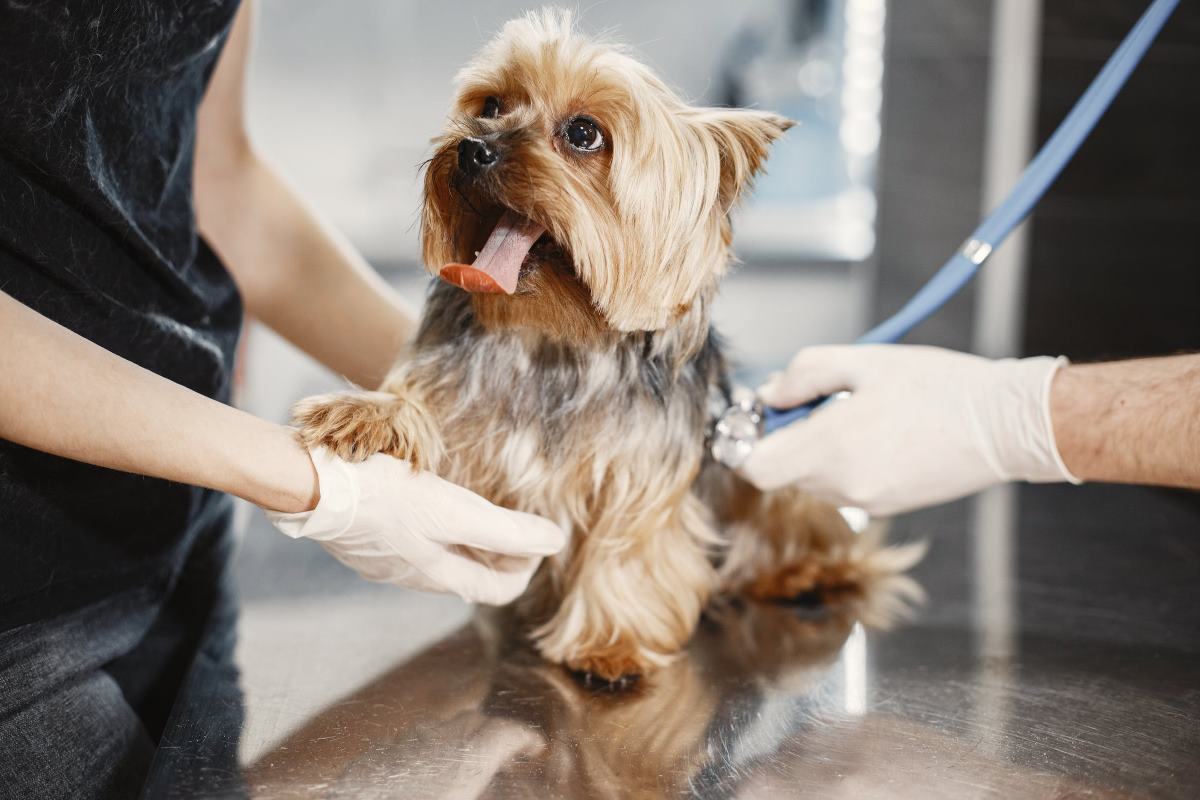 combien de fois emmener mon chien chez le vétérinaire