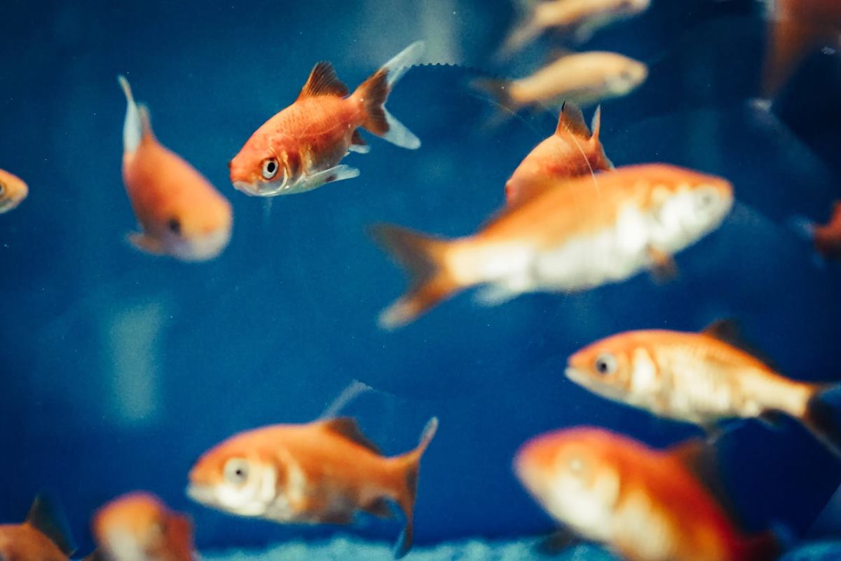 poissons rouges dans un aquarium