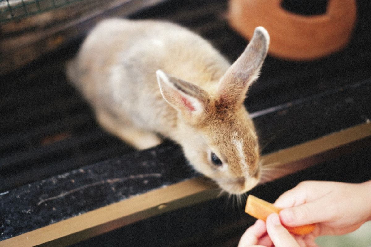 nourriture pour lapins nains foin, légumes, granulés