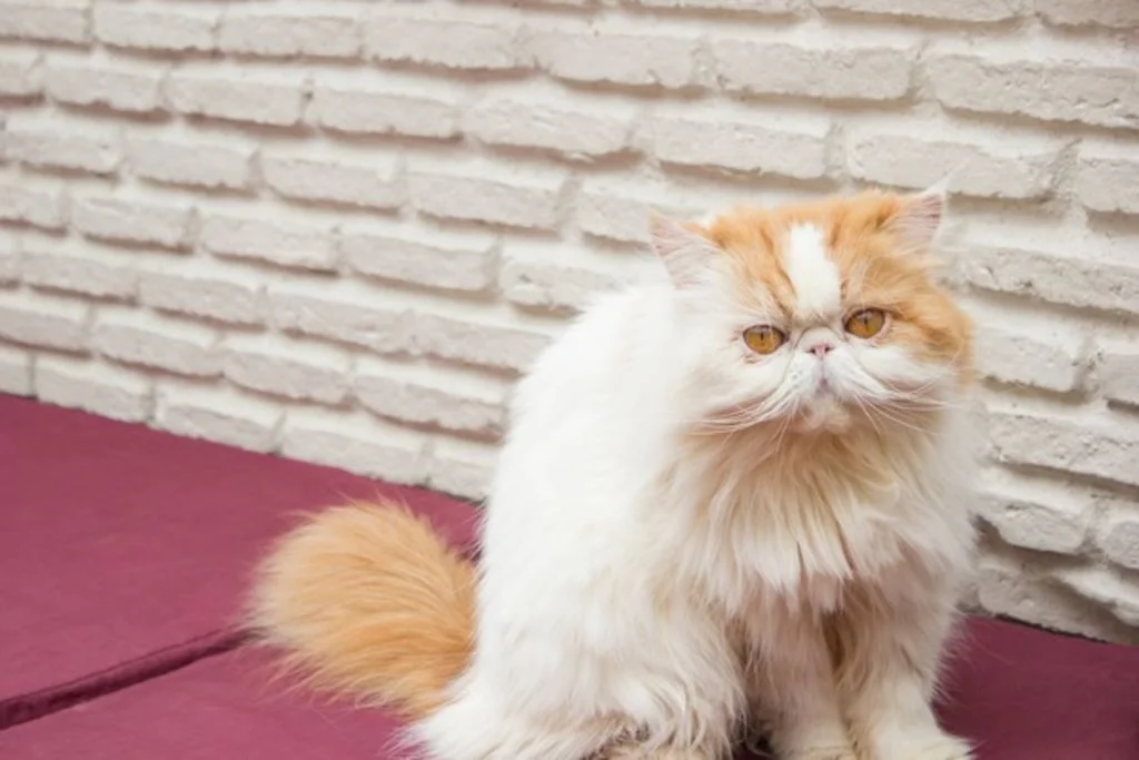 chat persan assis
