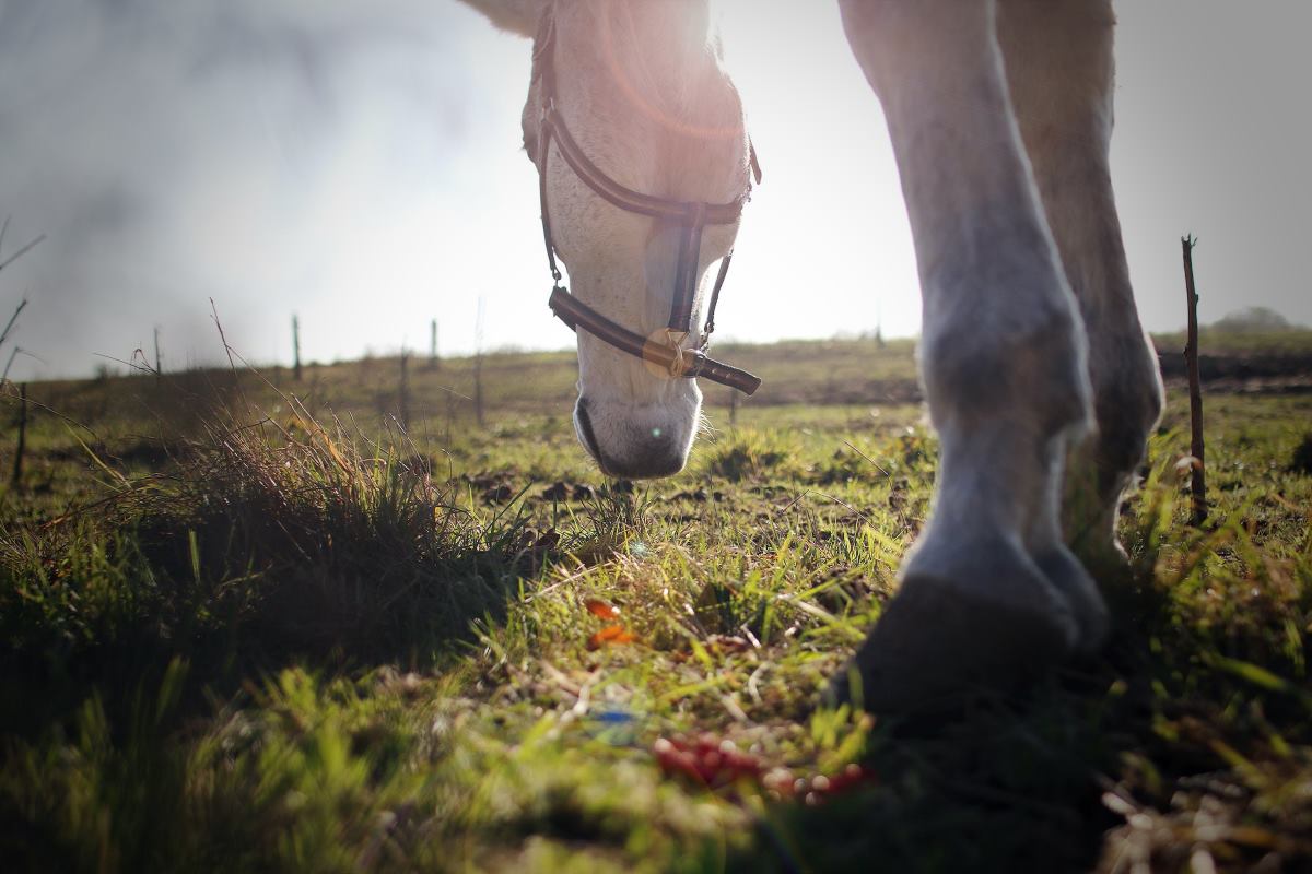 avantages des granulés pour le cheval