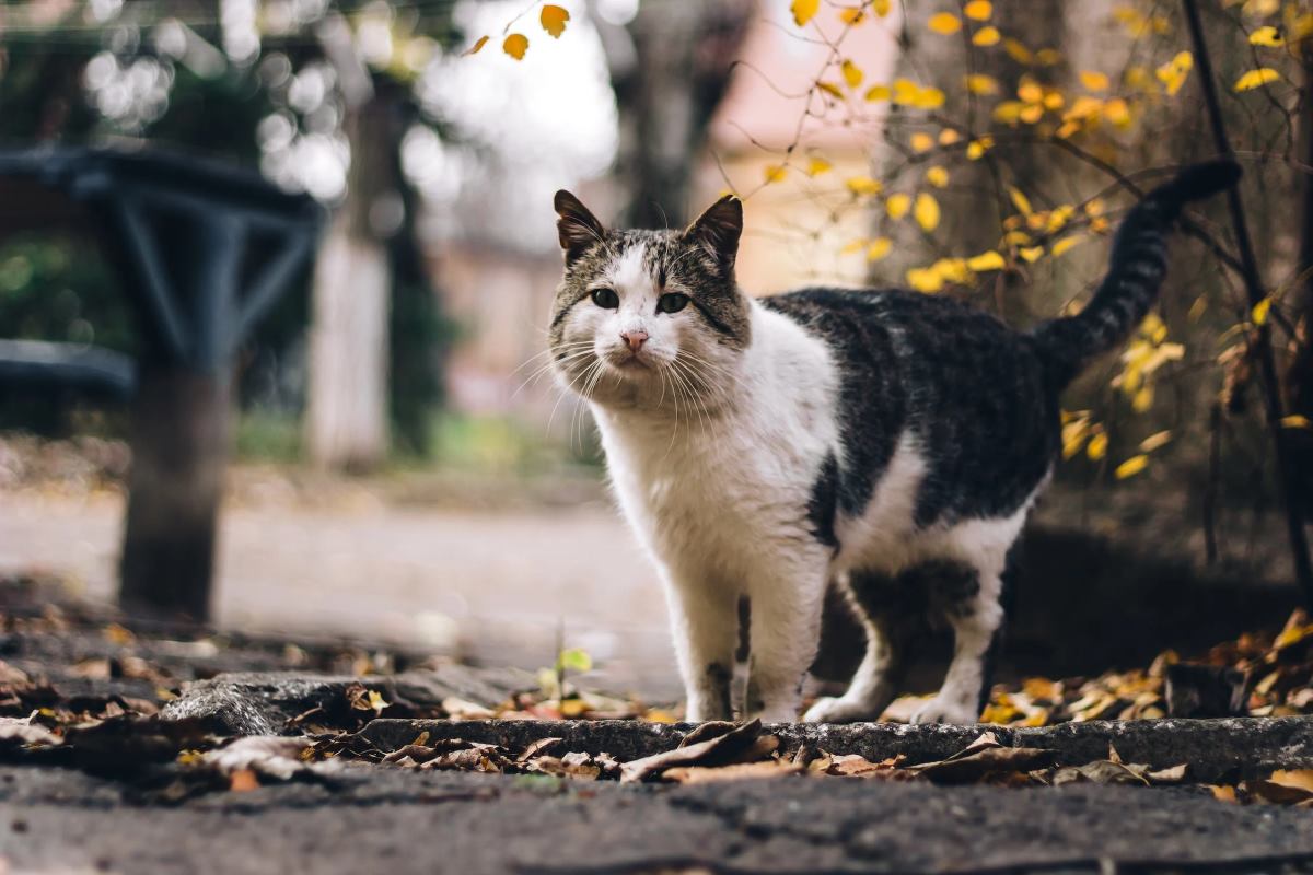 Chat qui attaque sa maîtresse : causes et solutions testées