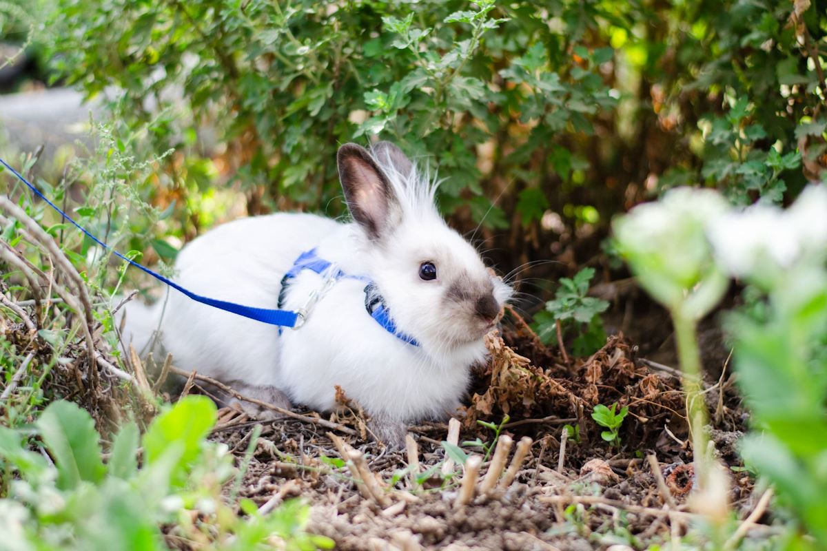 lapin harnais