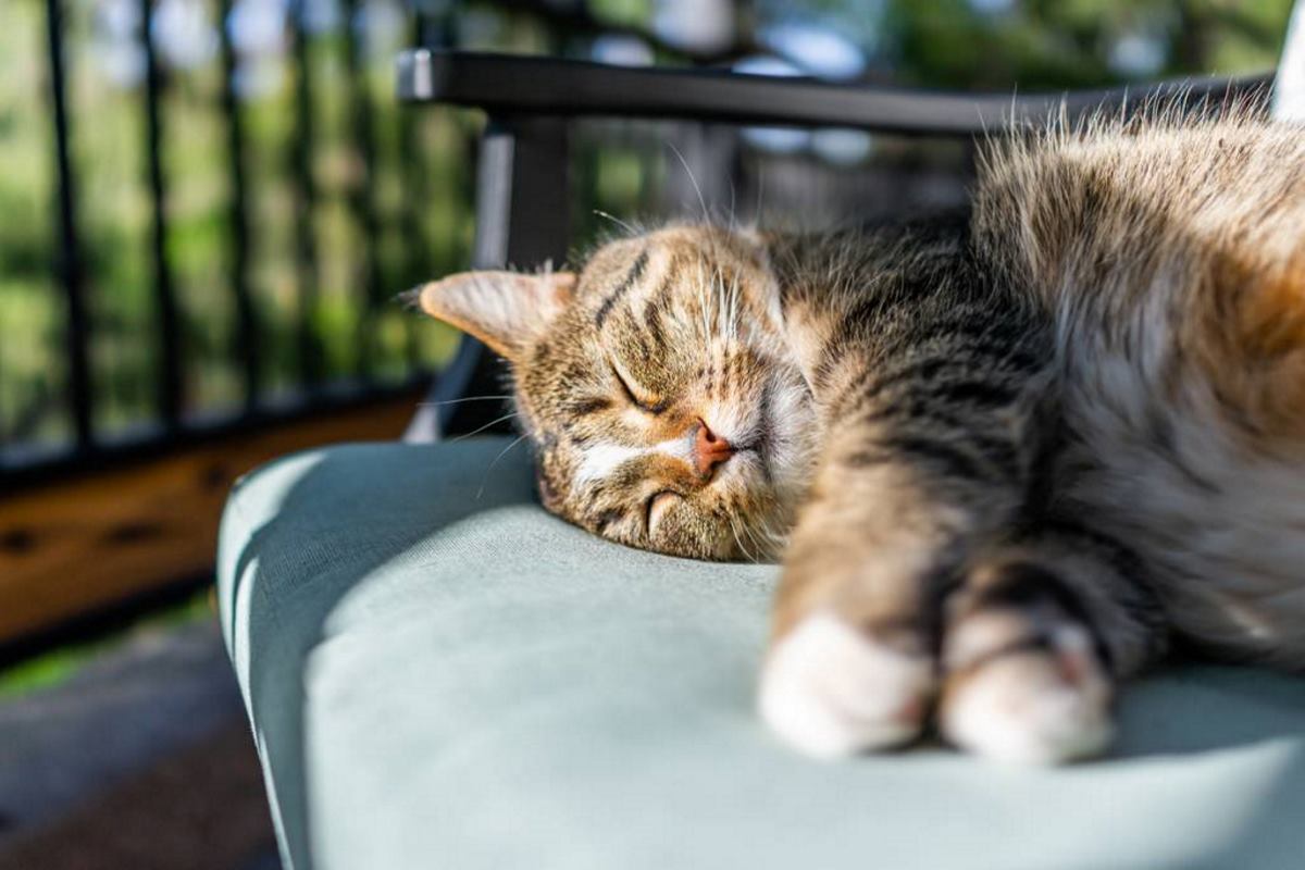 chat canicule animal compagnie produits vétérinaires santé animaux chaleur pharmacie