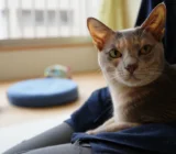 2026 Complete Guide to Animal Adoption Legislation