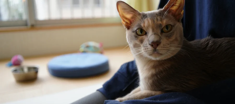 Mon chat abandonné m'a ouvert les yeux… Ce que j'aurais voulu savoir sur l'adoption avant de craquer !