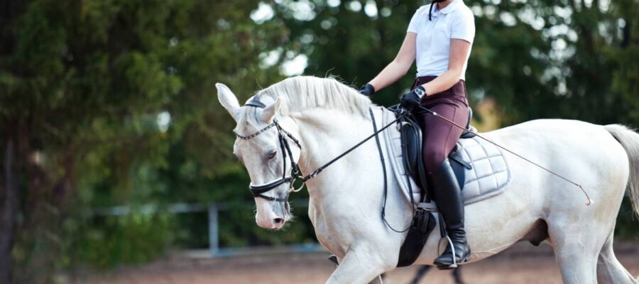 cheval top 5 meilleure idée cadeau équitation