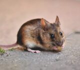 5 Ways to Get Rid of Mice and Rats in Your Home – rolunar