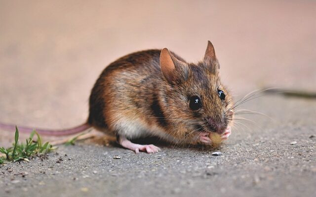 5 façons de se débarrasser des souris et des rats dans votre maison – Animal and Co
