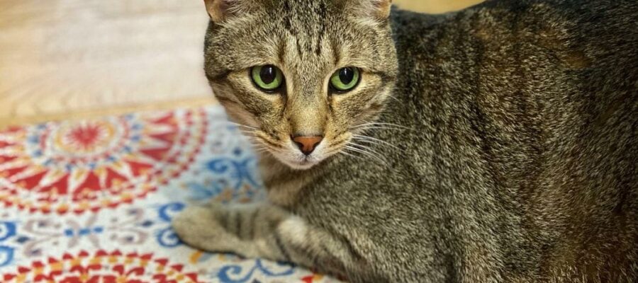 miaulement du chat
