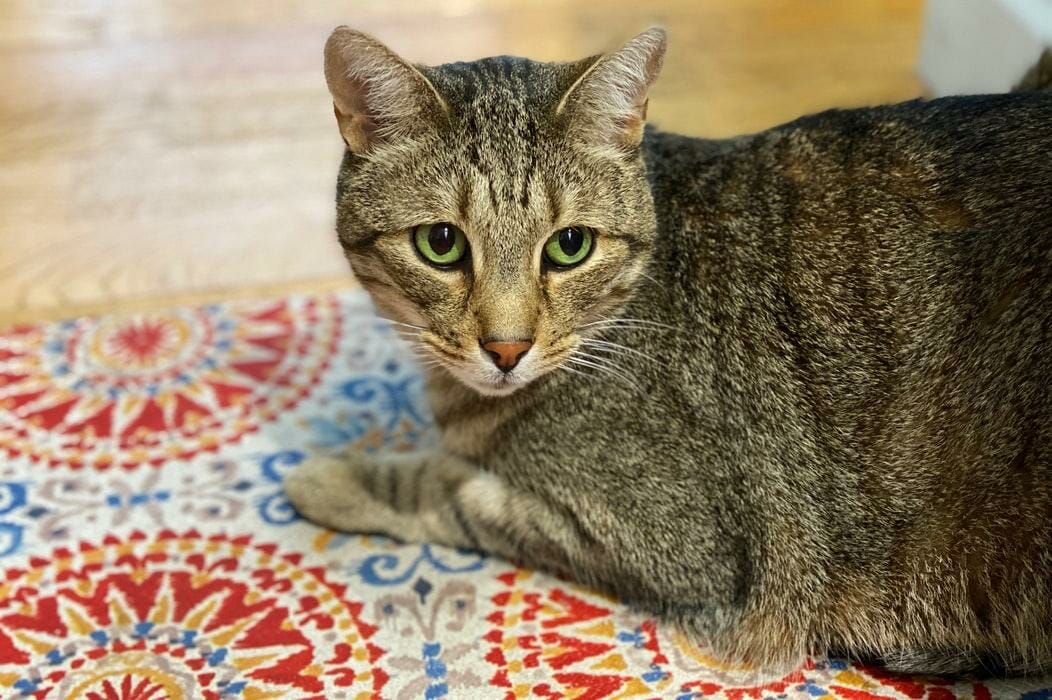 miaulement du chat
