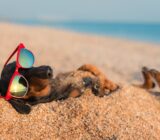 Animal Humor Websites: A New Trend