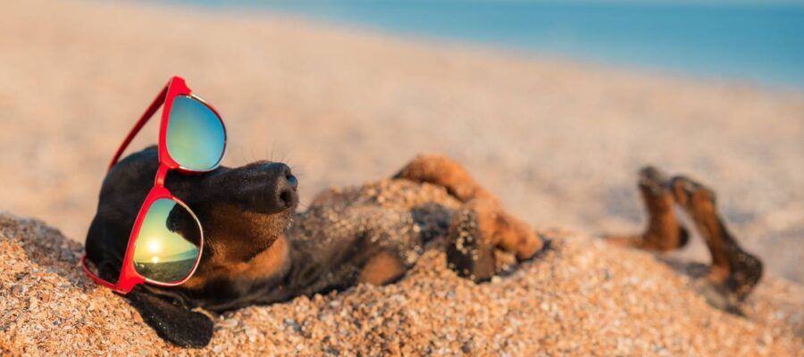 Les sites d’humour sur les animaux, une nouvelle tendance