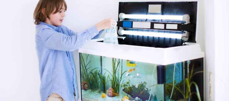 les bases de l'aquariophilie comment vous lancer