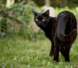 Black Cat: Breed Traits, Temperament, and Price – Cat Breed