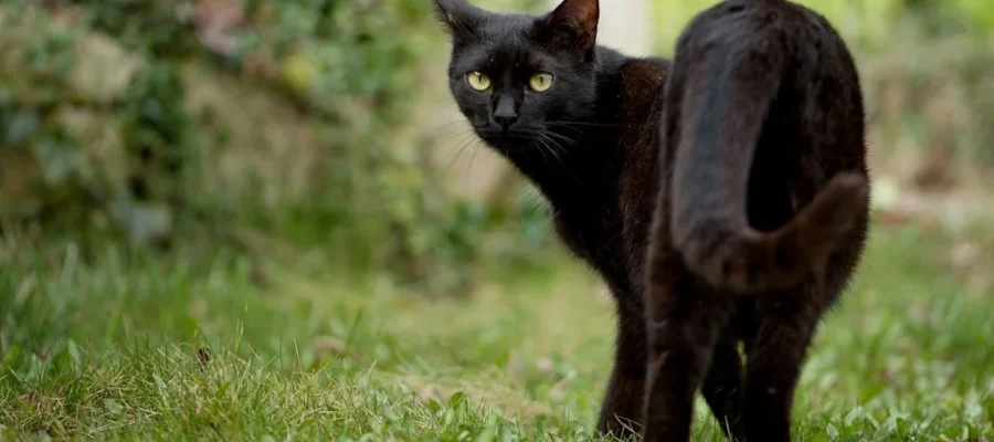 chat noir herbe