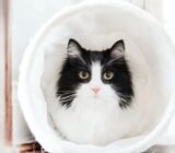 Black and White Cats: Why Adopt These Irresistible Felines