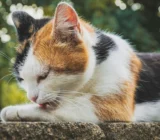 Calico Cats: Temperament, Care, Price, and Everyday Life – Cat Breed