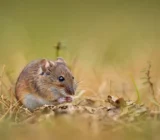 Campagnol: Everything You Need to Know About This Small Field Rodent