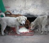 Can I Give My Dog Rice?