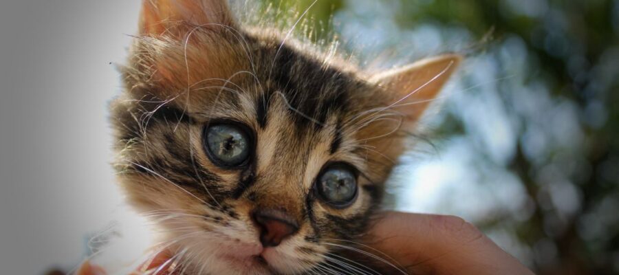 Les chats peuvent-ils attraper des coups de soleil ? ?